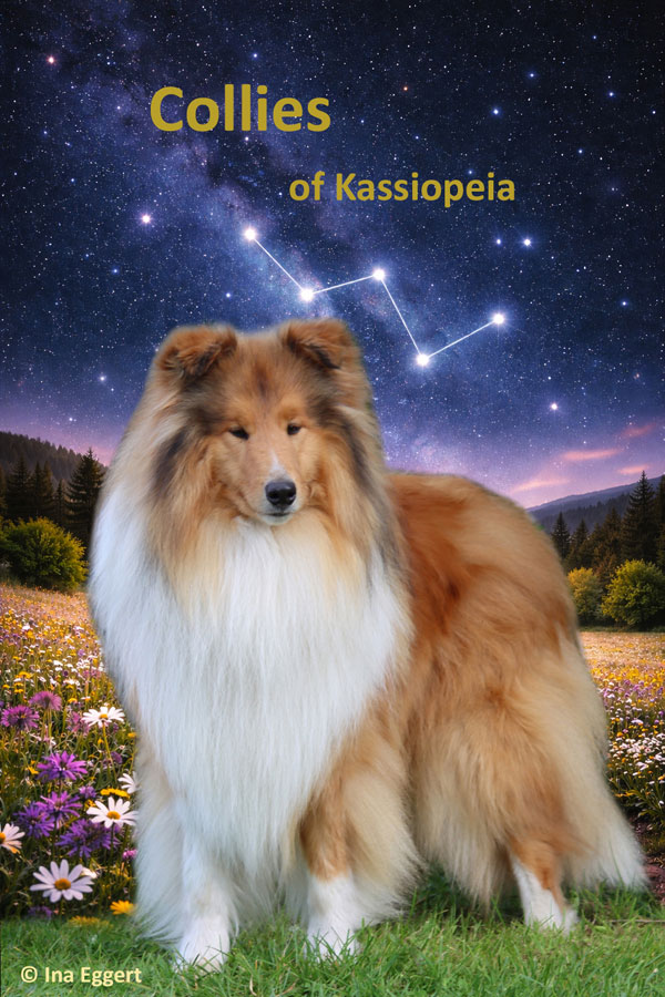 ColliesOfKassiopeiaCollageA